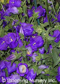 Campanula medium, (Blue)